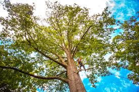 Galion, OH Tree Care Services Company